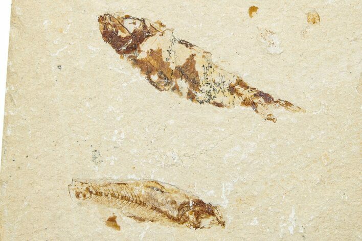 Two Cretaceous Fossil Fish Plate - Lebanon #248458